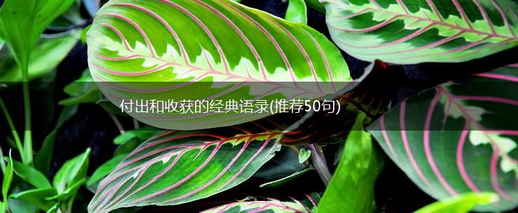 付出和收获的经典语录(推荐50句),第1张