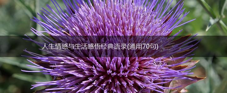 人生情感与生活感悟经典语录(通用70句),第1张