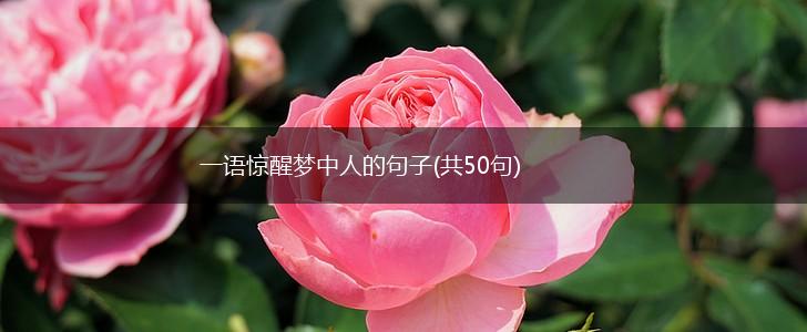 一语惊醒梦中人的句子(共50句),第1张