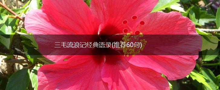 三毛流浪记经典语录(推荐60句),第1张