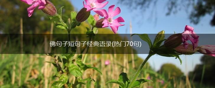 佛句子短句子经典语录(热门70句),第1张