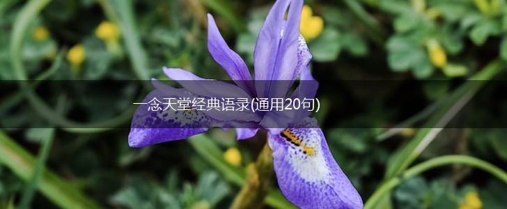 一念天堂经典语录(通用20句),第1张