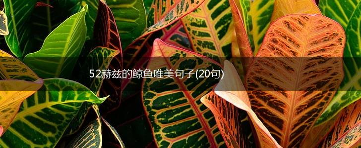 52赫兹的鲸鱼唯美句子(20句),第1张