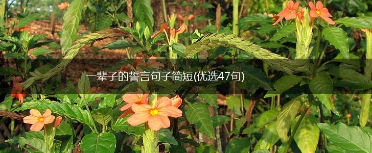 一辈子的誓言句子简短(优选47句),第1张