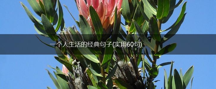 一个人生活的经典句子(实用60句),第1张