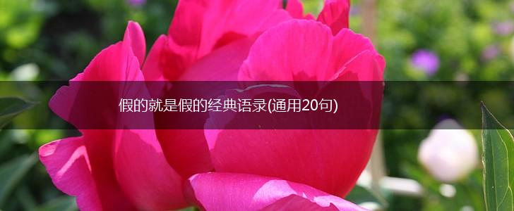 假的就是假的经典语录(通用20句),第1张