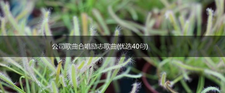 公司歌曲合唱励志歌曲(优选40句),第1张