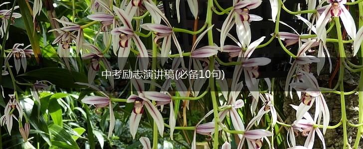 中考励志演讲稿(必备10句),第1张