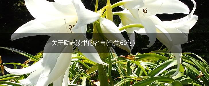 关于励志读书的名言(合集60句),第1张