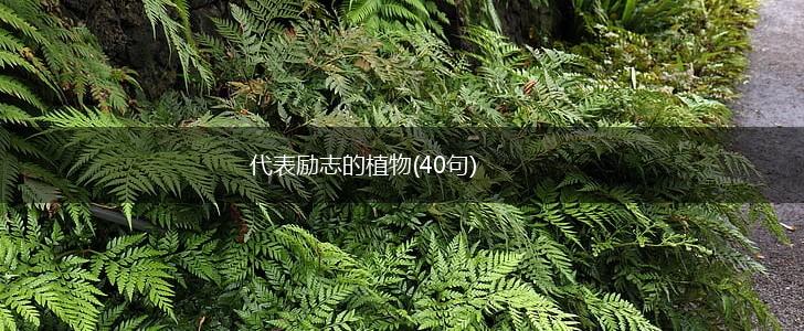 代表励志的植物(40句),第1张