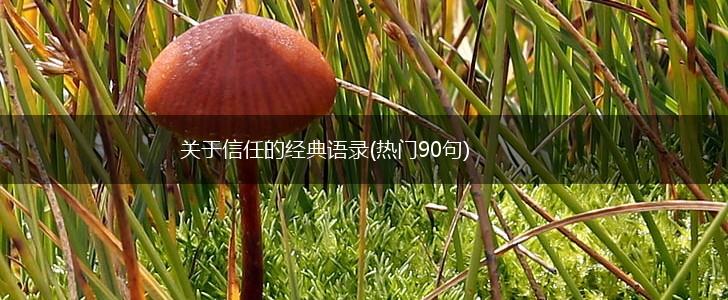 关于信任的经典语录(热门90句),第1张