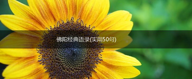 佛陀经典语录(实用50句),第1张