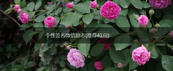 个性签名微信励志(推荐41句),第1张