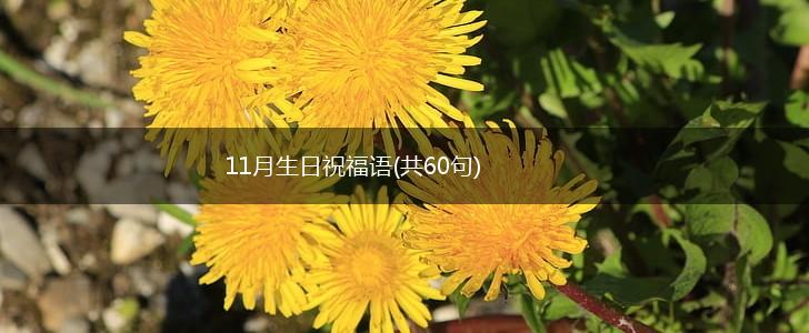 11月生日祝福语(共60句),第1张