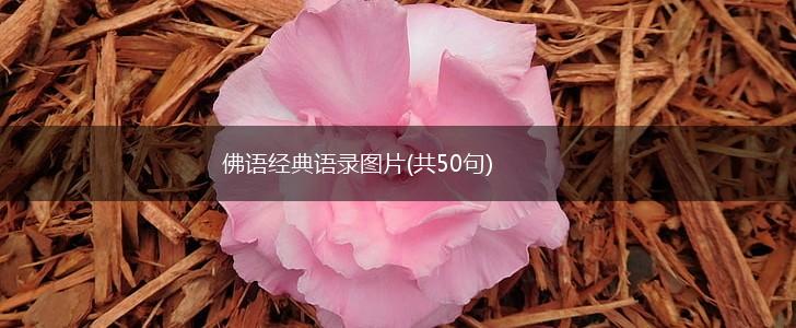 佛语经典语录图片(共50句),第1张
