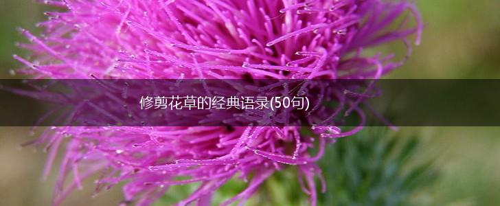 修剪花草的经典语录(50句),第1张