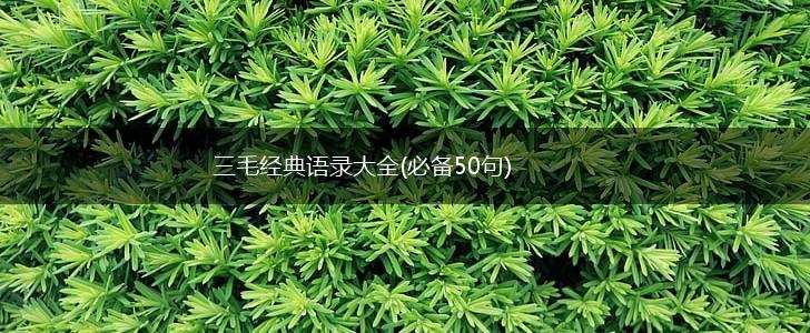 三毛经典语录大全(必备50句),第1张