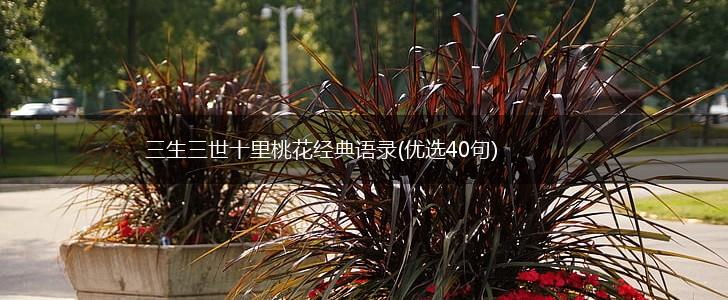 三生三世十里桃花经典语录(优选40句),第1张