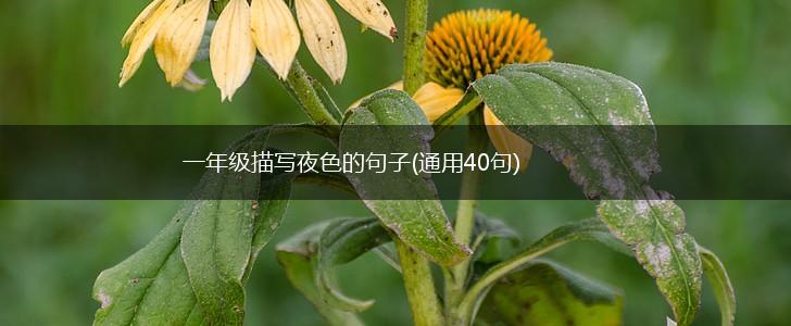 一年级描写夜色的句子(通用40句),第1张