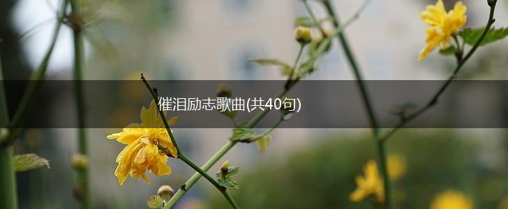 催泪励志歌曲(共40句),第1张