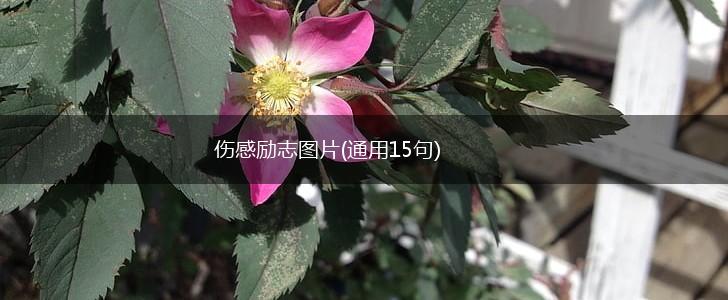 伤感励志图片(通用15句),第1张