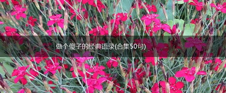 做个傻子的经典语录(合集50句),第1张