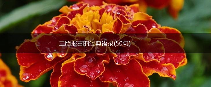 二胎报喜的经典语录(50句),第1张