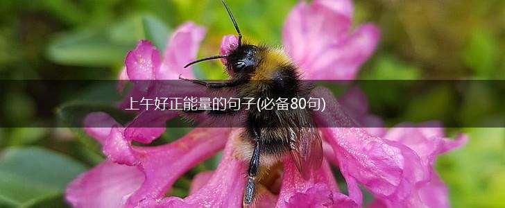 上午好正能量的句子(必备80句),第1张