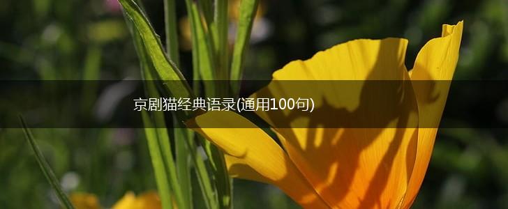 京剧猫经典语录(通用100句),第1张