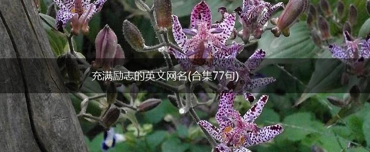充满励志的英文网名(合集77句),第1张