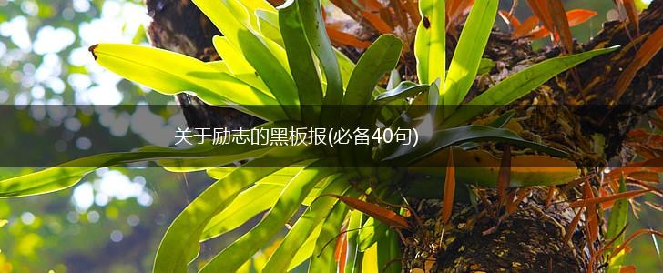 关于励志的黑板报(必备40句),第1张