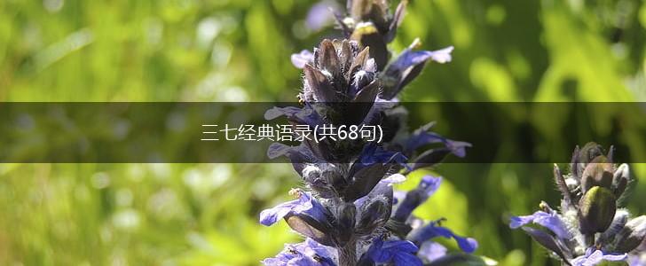 三七经典语录(共68句),第1张