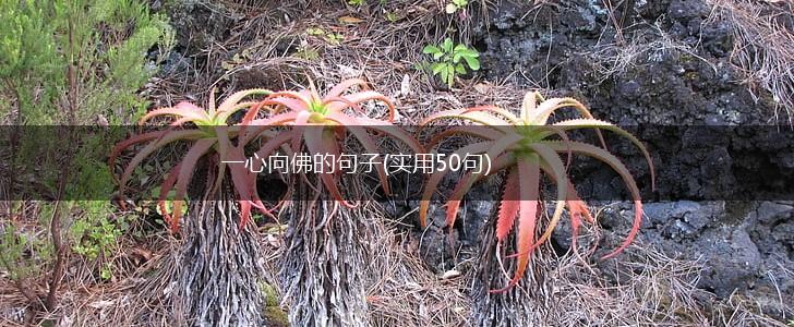 一心向佛的句子(实用50句),第1张