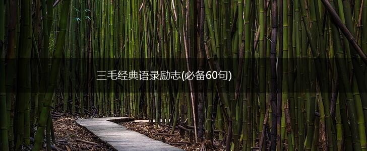 三毛经典语录励志(必备60句),第1张