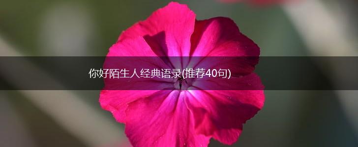 你好陌生人经典语录(推荐40句),第1张
