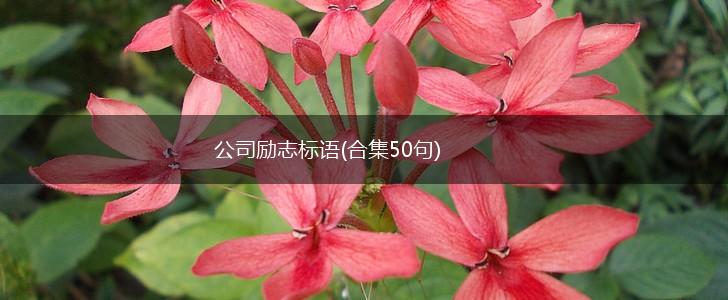公司励志标语(合集50句),第1张
