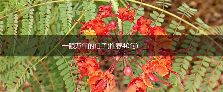 一眼万年的句子(推荐40句),第1张