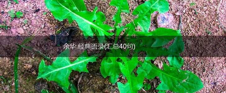 余华 经典语录(汇总40句),第1张