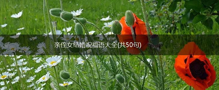 亲侄女结婚祝福语大全(共50句),第1张