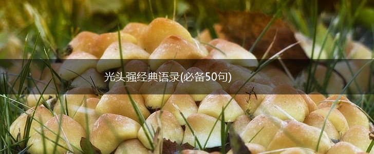 光头强经典语录(必备50句),第1张