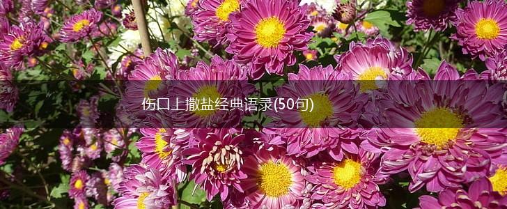 伤口上撒盐经典语录(50句),第1张