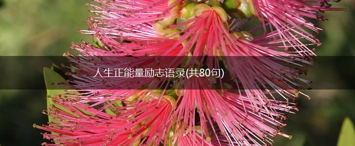 人生正能量励志语录(共80句),第1张