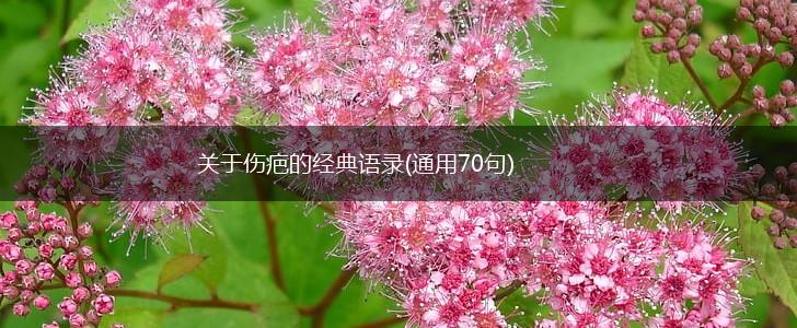 关于伤疤的经典语录(通用70句),第1张