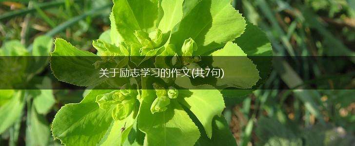关于励志学习的作文(共7句),第1张