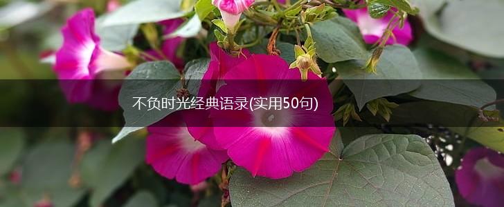不负时光经典语录(实用50句),第1张