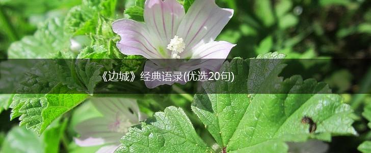《边城》经典语录(优选20句),第1张