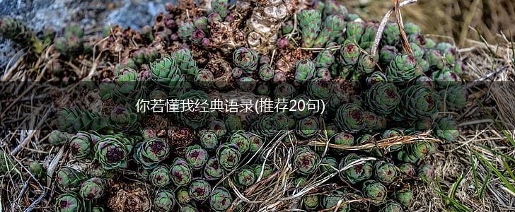 你若懂我经典语录(推荐20句),第1张