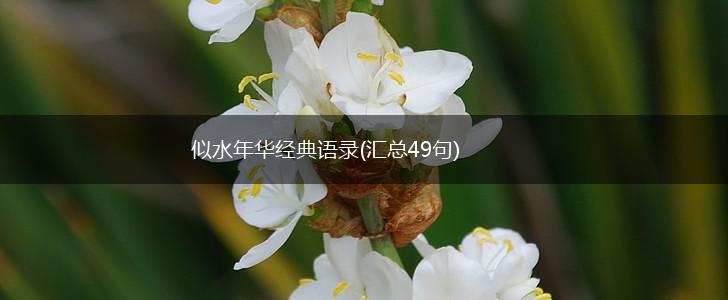 似水年华经典语录(汇总49句),第1张