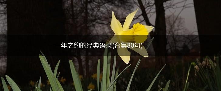 一年之约的经典语录(合集80句),第1张