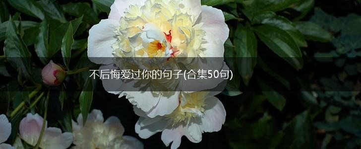 不后悔爱过你的句子(合集50句),第1张